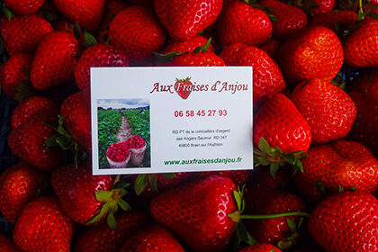 Aux fraises d'Anjou - cueillette dans les champs à Brain-sur-l'Authion