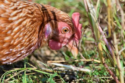 Poule - recensement influenza aviaire